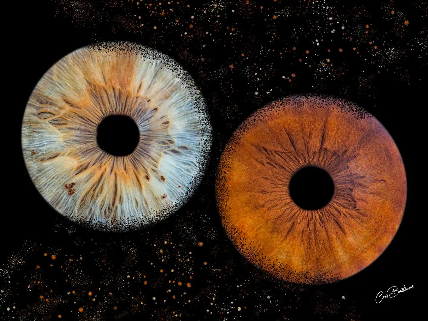 Photographie d'iris en Corrèze