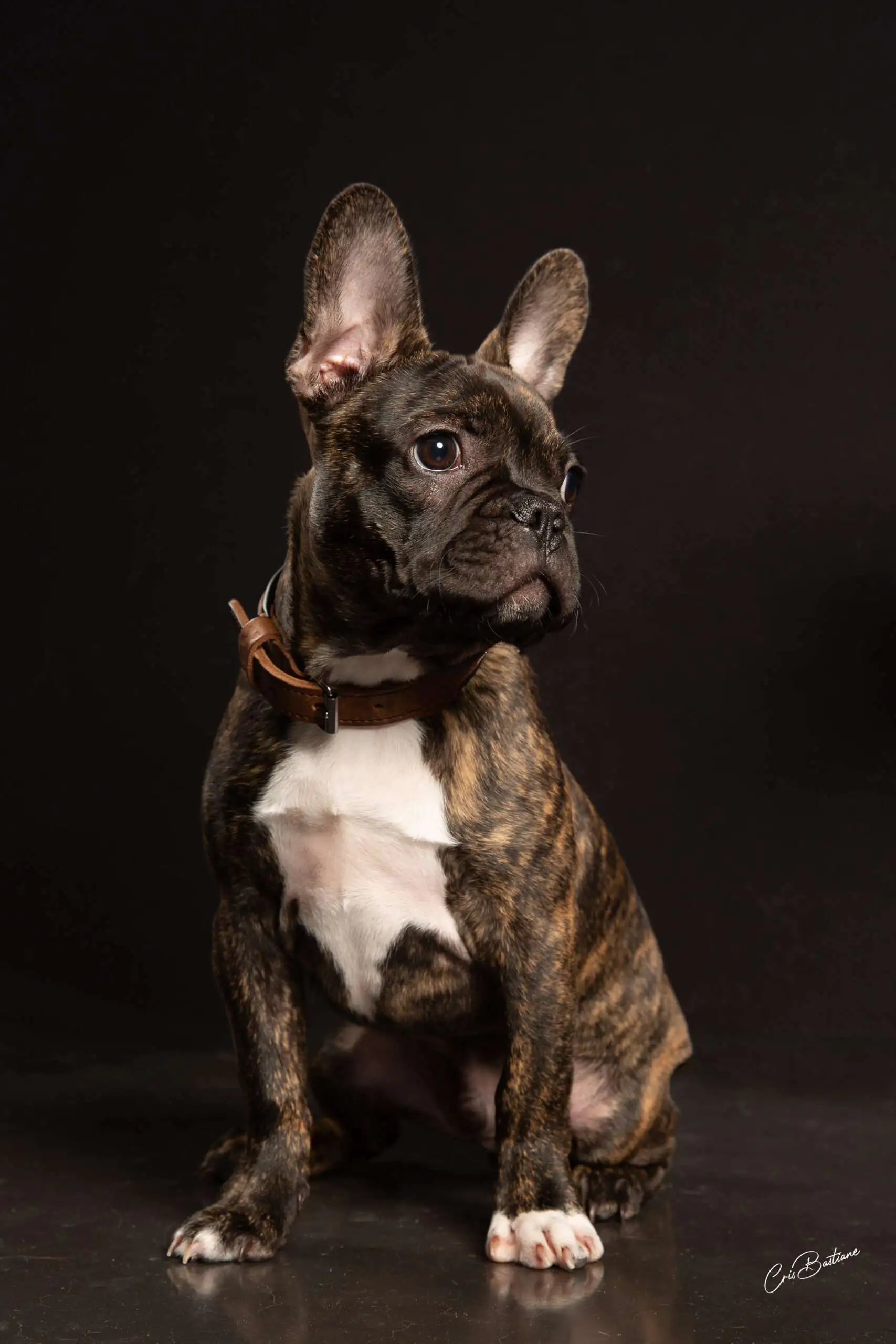 Photographie de chien en Corrèze