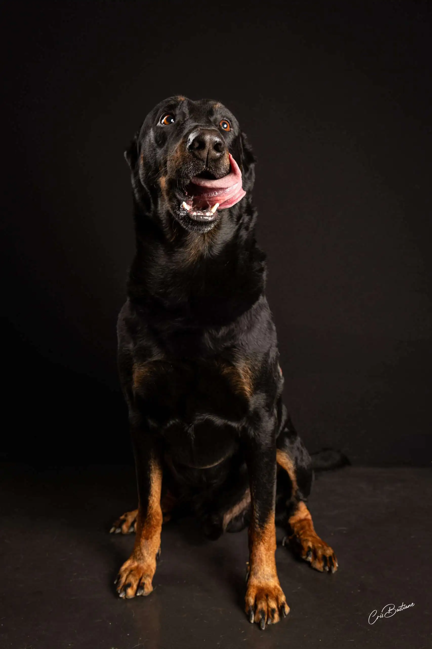 Photographie de chien en Corrèze