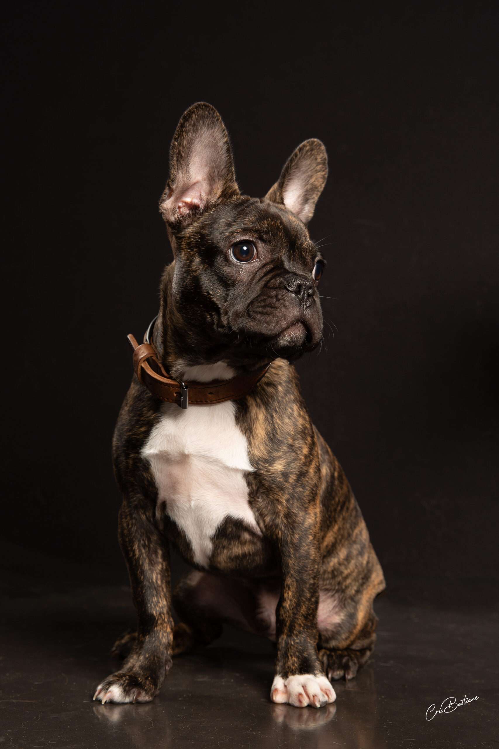 Photographie de chien en Corrèze