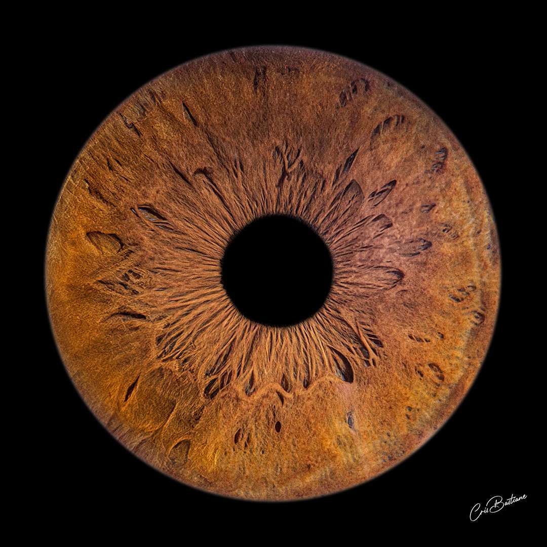 Photographie d'iris en Corrèze