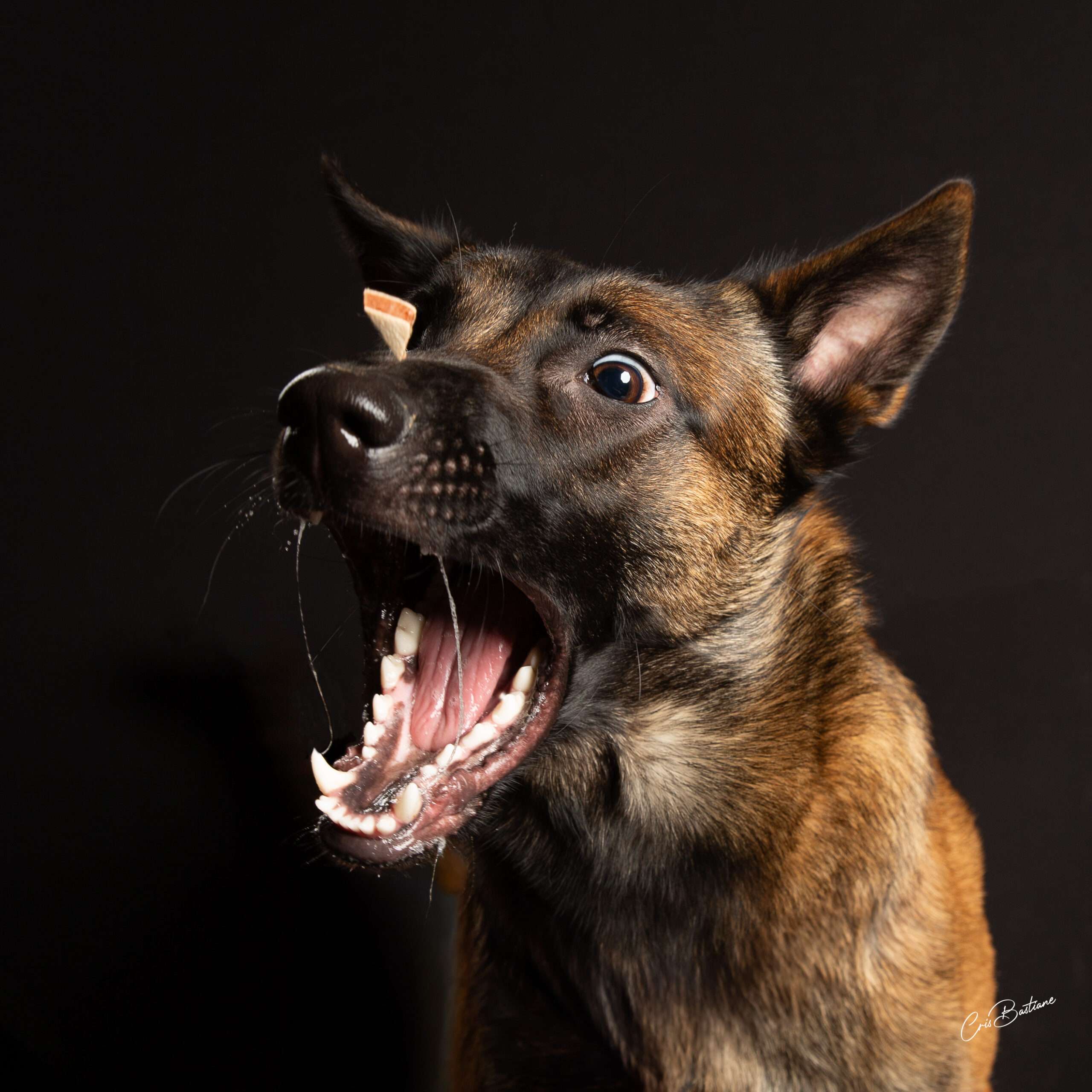 Photographie de chien en Corrèze