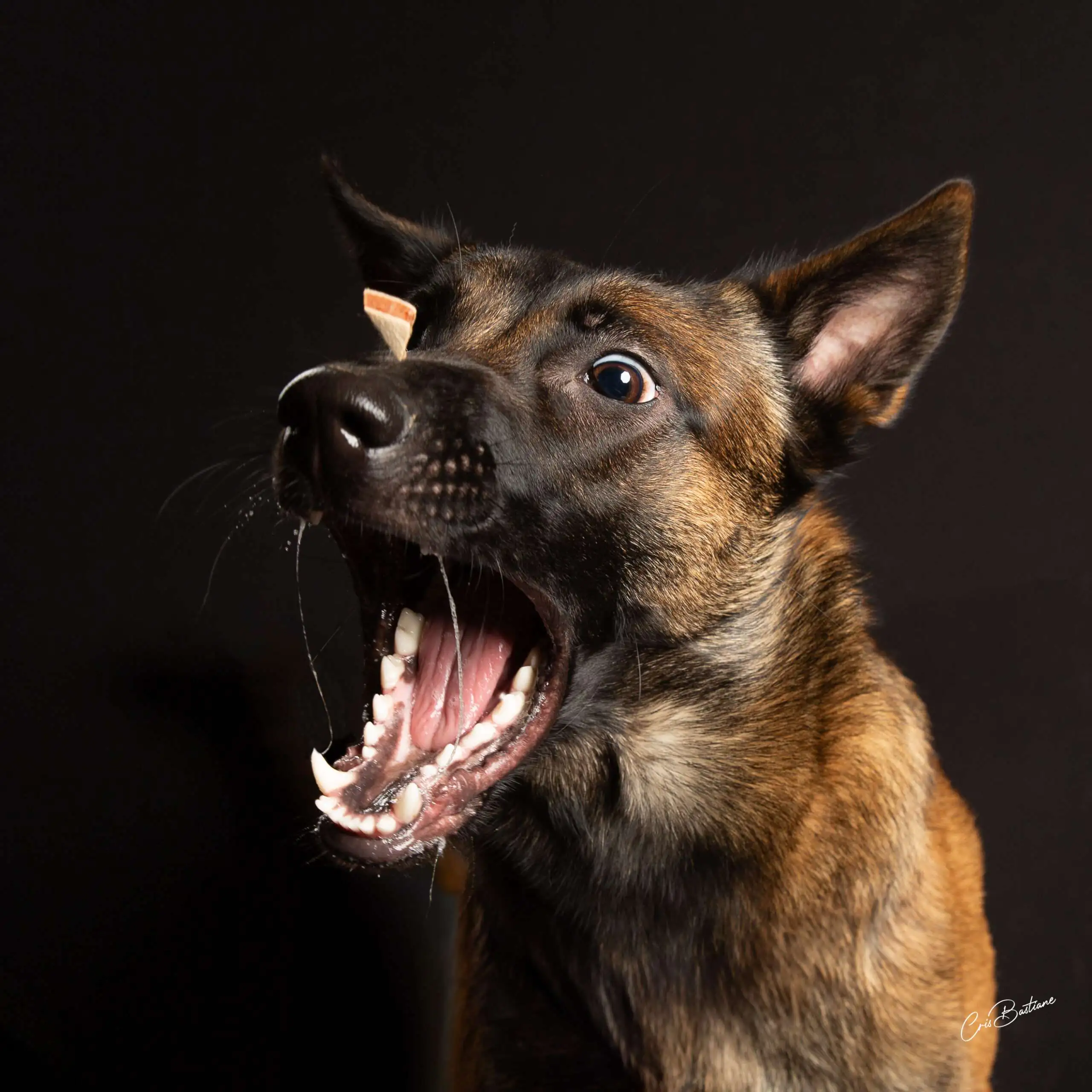 Photographie de chien en Corrèze