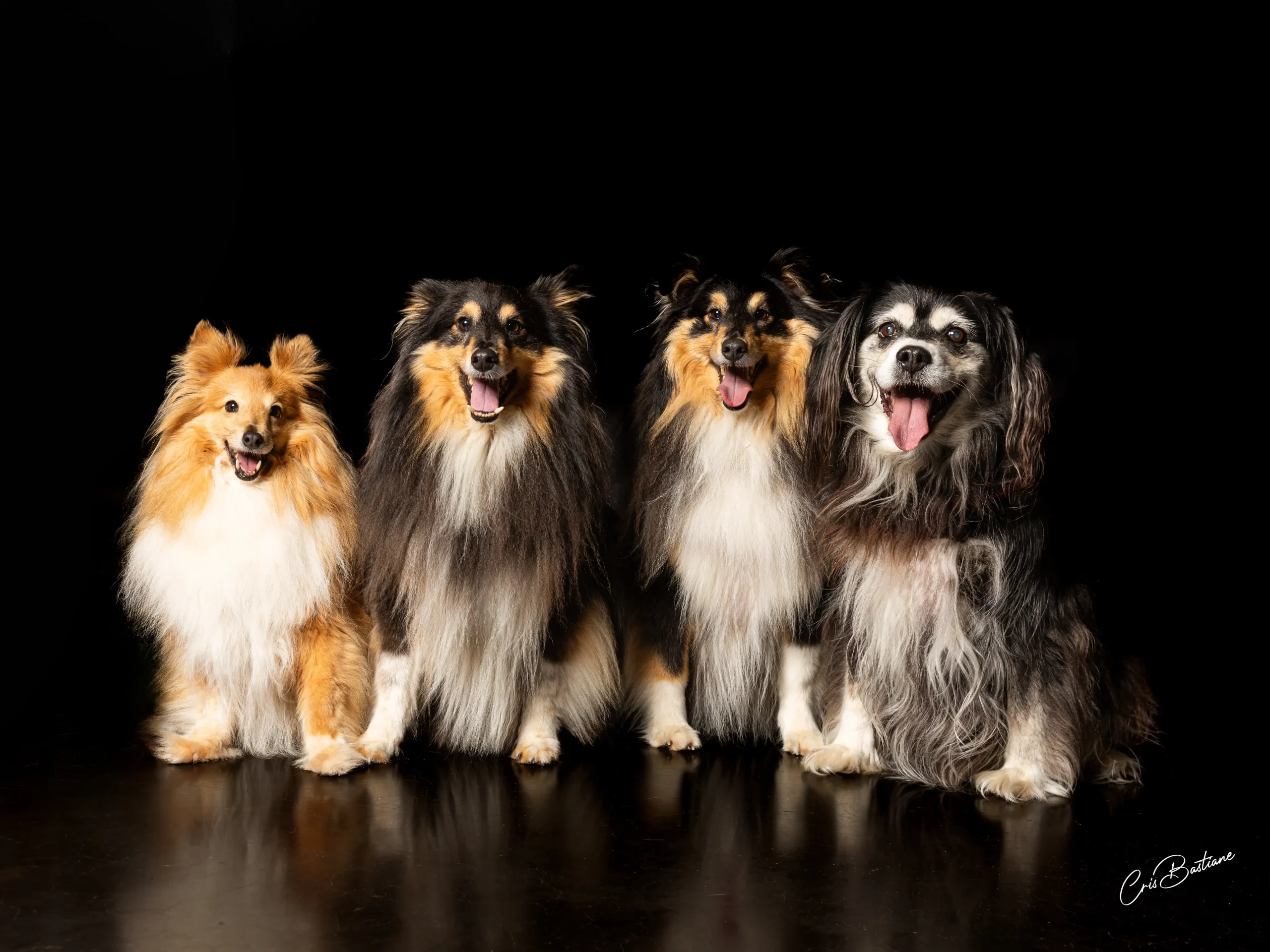 Portrait de chien en studio à Lubersac