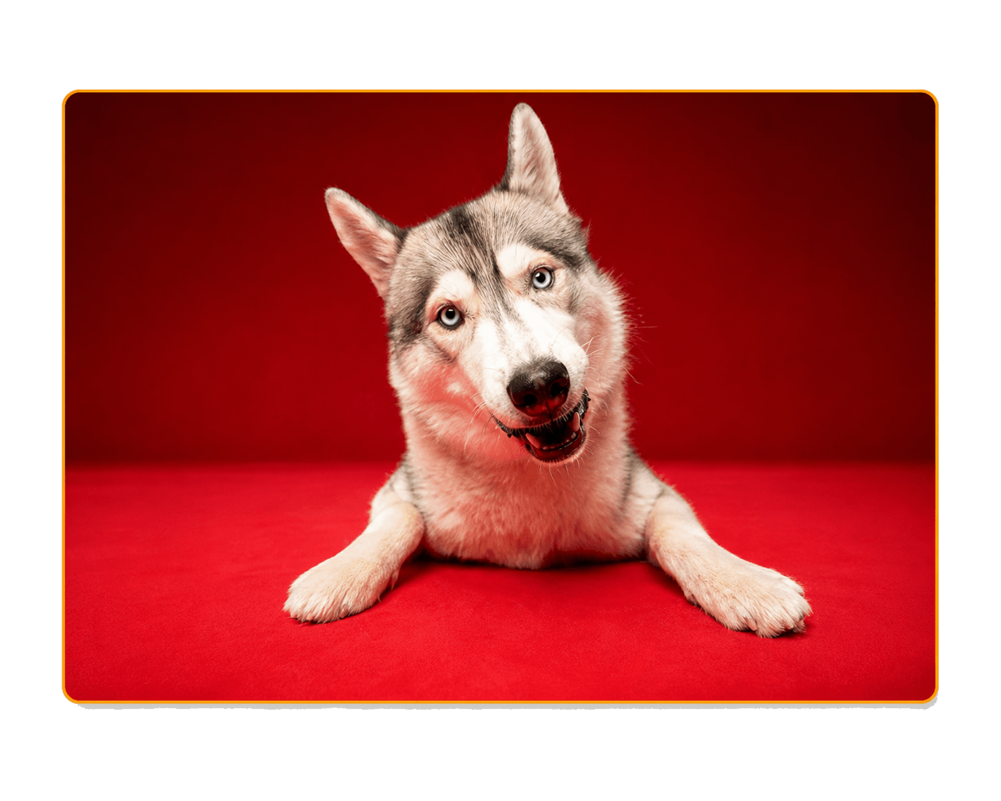 Séance animaux Studio Cris Bastiane