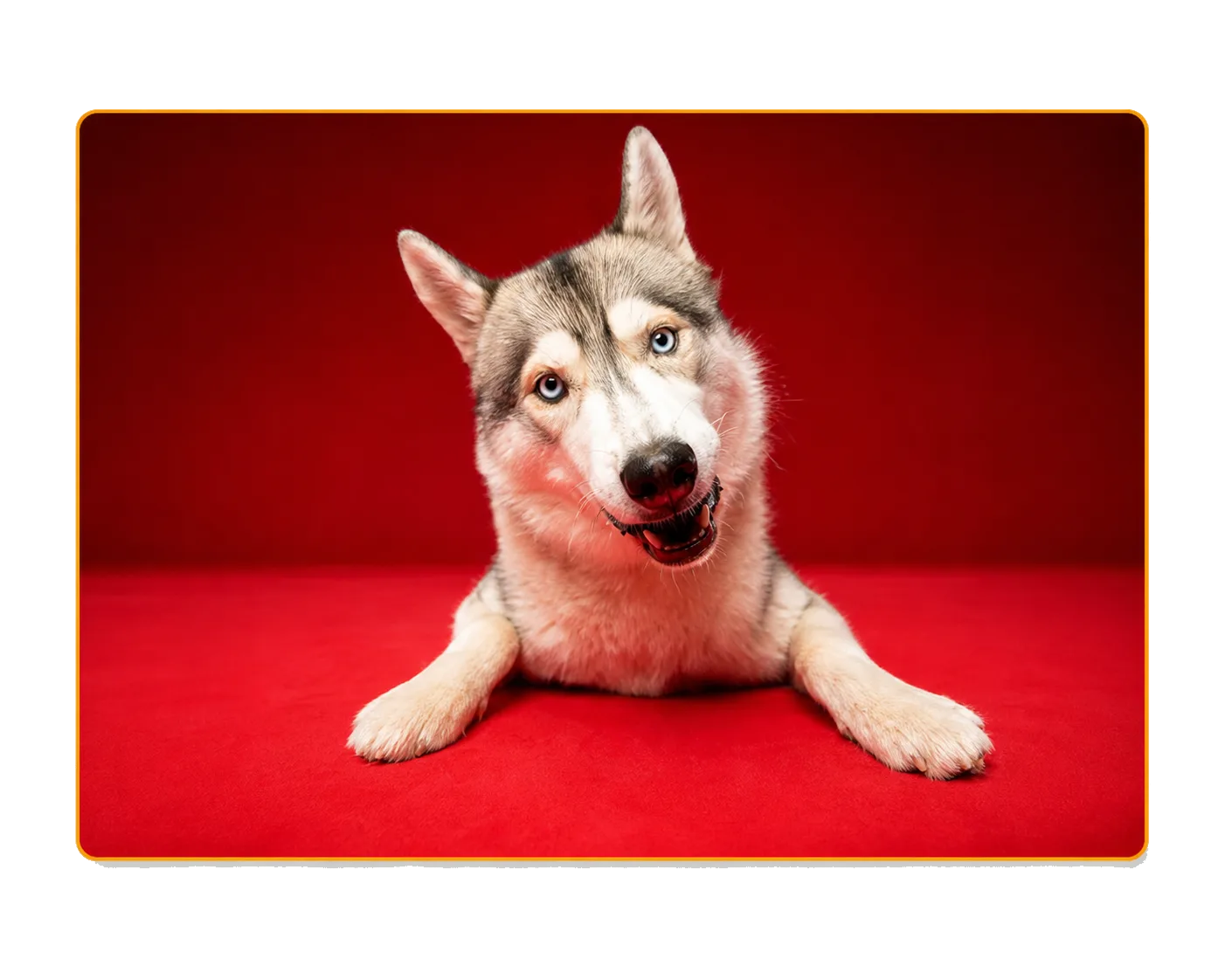 Séance animaux Studio Cris Bastiane