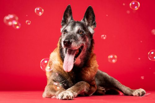 Photographie animaux en Corrèze