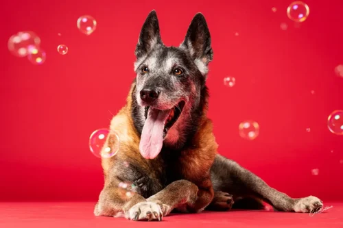 Photographie de chien en Corrèze