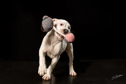 Photographie de chien en Corrèze