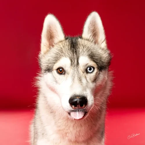 Photographie de chien en Corrèze