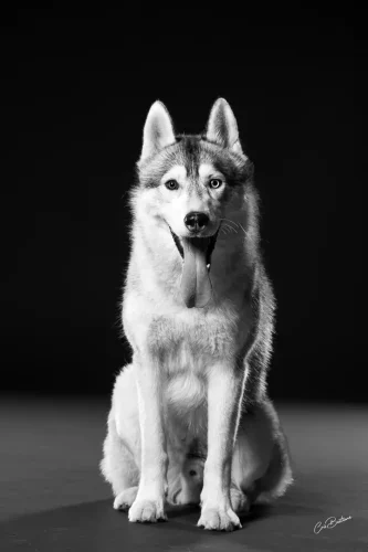 Photographie de chien en Corrèze
