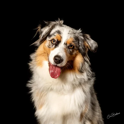 Photographie de chien en Corrèze