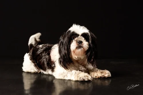 Photographie de chien en Corrèze