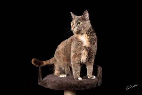 Photographie animaux en Corrèze