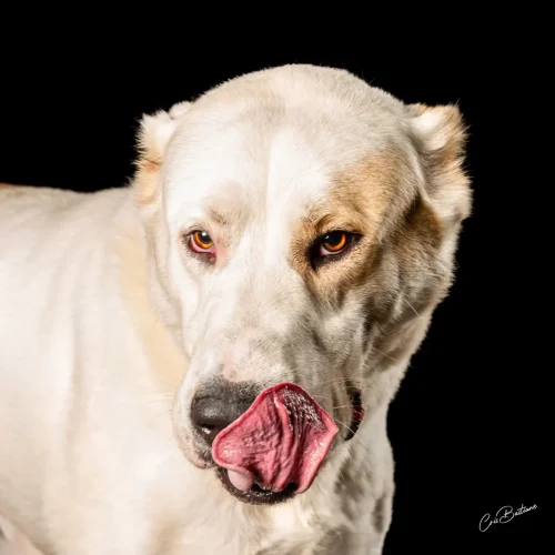 Photographie de chien en Corrèze