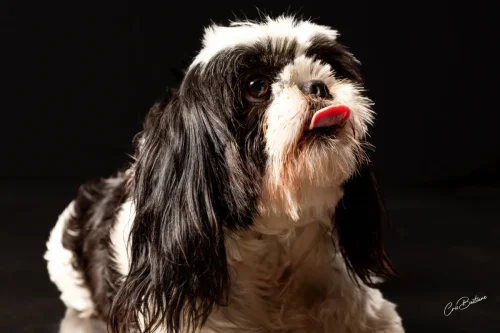 Photographie de chien en Corrèze