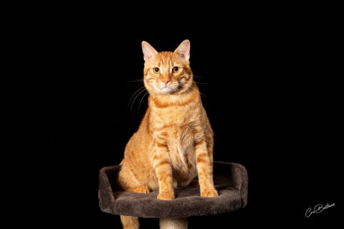 Photographie animaux en Corrèze