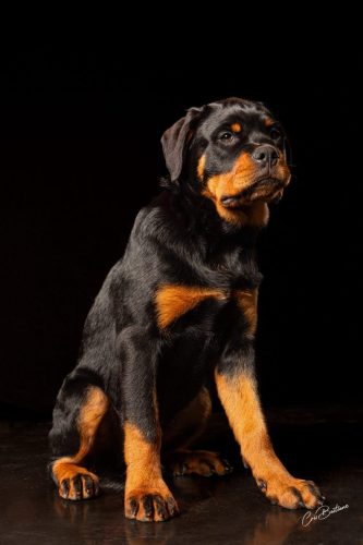 Photographie animaux en Corrèze