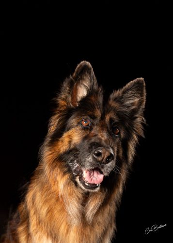Photographie animaux en Corrèze