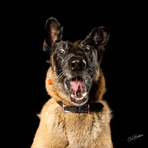 Photographie de chien en Corrèze