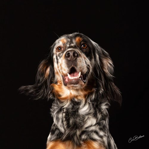Photographie animaux en Corrèze