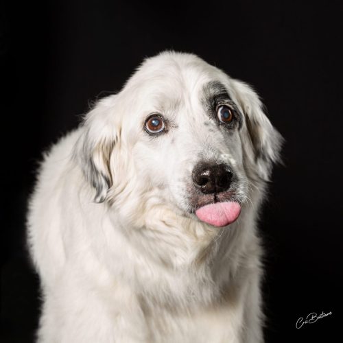 Photographie animaux en Corrèze