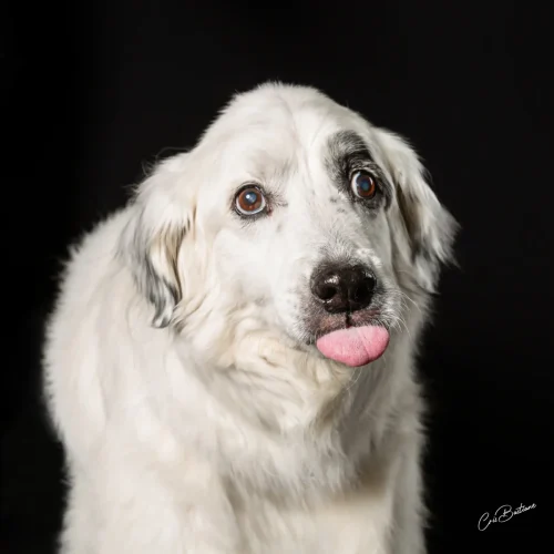 Photographie de chien en Corrèze
