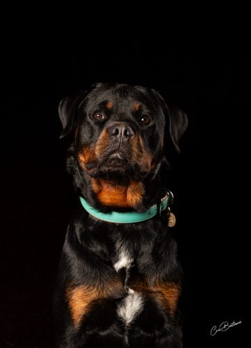 Photographie animaux en Corrèze