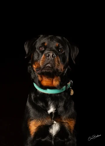 Photographie de chien en Corrèze