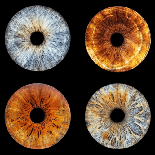 Photographie d'iris de quatre personnes