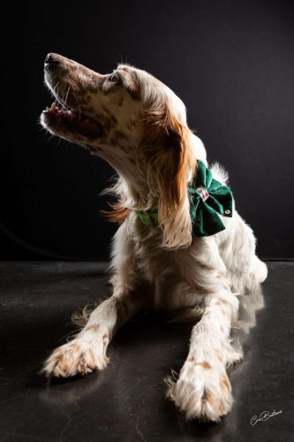 Photographie de chien en Corrèze