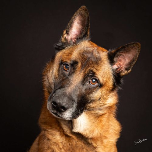 Photographie de chien en Corrèze