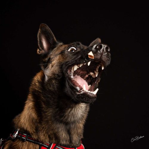 Photographie de chien en Corrèze