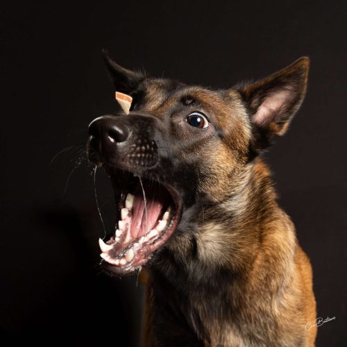 Photographie de chien en Corrèze