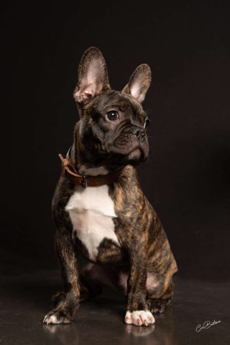 Photographie de chien en Corrèze