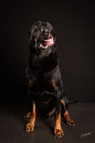 Photographie de chien en Corrèze