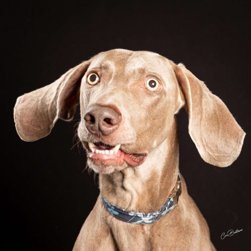 Photographie de chien en Corrèze