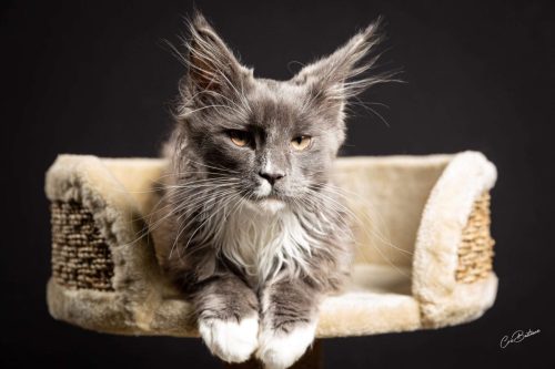 Photographie de chat en Corrèze